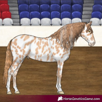 Horse Color:Gold Champagne Near Leopard