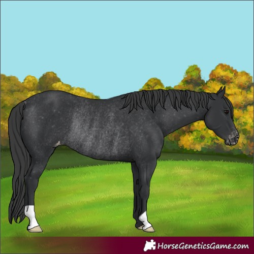 Horse Color:Black Appaloosa Rabicano
