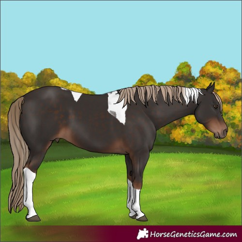 Horse Color:Liver Chestnut Tobiano