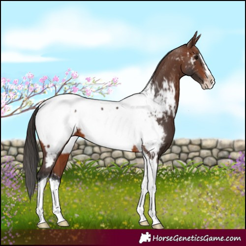 Horse Color:Brown Splash Tobiano Near Fewspot