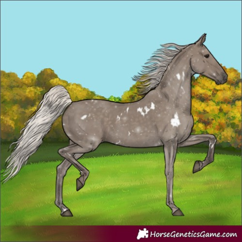 Horse Color:White Spotted Silver Grullo 