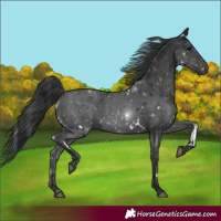 Horse Color:White Spotted Black Rabicano 