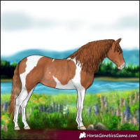 Horse Color:Chestnut Tobiano Rabicano