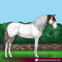 Horse Color:Bay Sabino Tobiano Near Fewspot