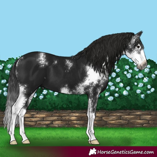 Horse Color:Gray Black Sabino Splash 