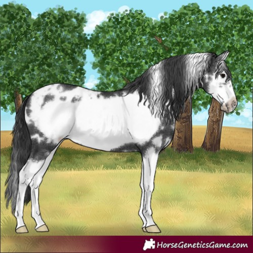 Horse Color:White Spotted Black Splash Frame Blanket 