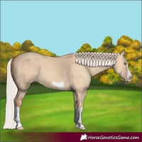 Horse Color:Silver Classic Champagne Dun Splash Frame