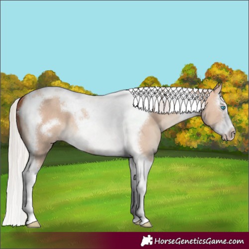 Horse Color:Silver Sable Champagne Dun Splash Tobiano Frame