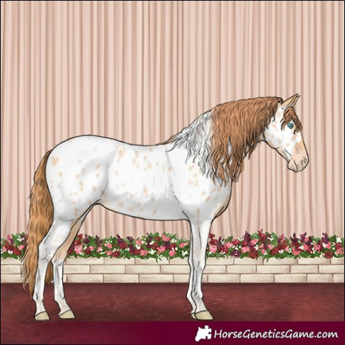 Horse Color:Buckskin Pearl Tobiano Near Leopard 