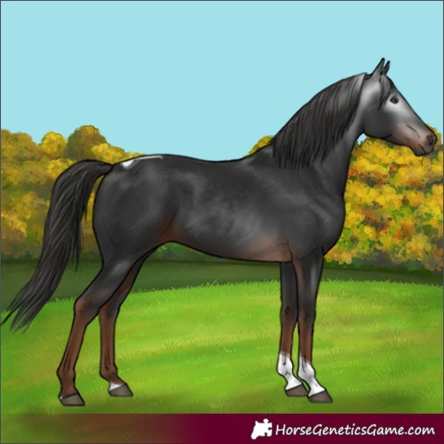 Horse Color:Gray Liver Chestnut Tobiano 