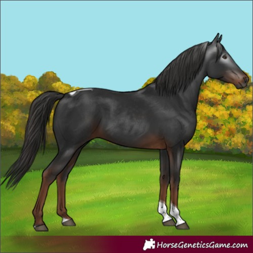 Horse Color:Gray Liver Chestnut Tobiano