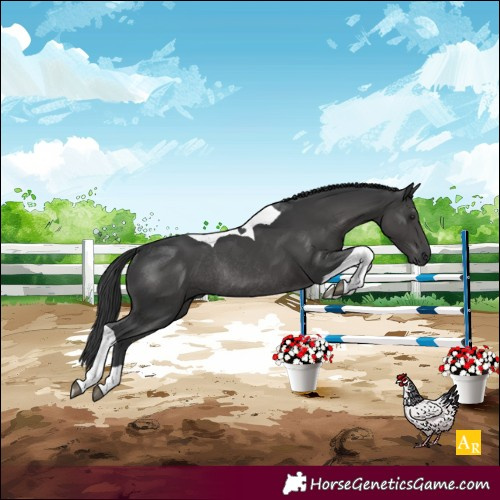 Horse Color:Black Tobiano Rabicano 