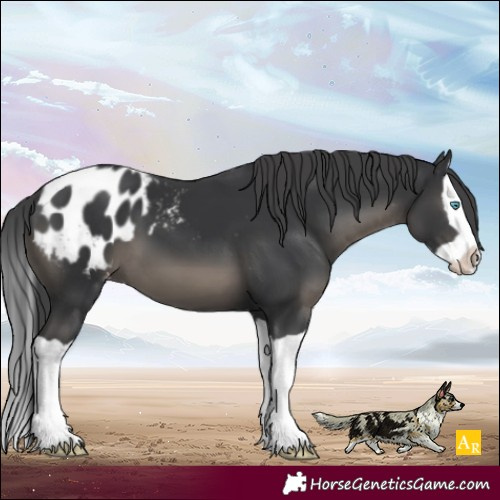 Horse Color:Black Splash Appaloosa