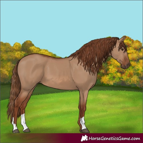 Horse Color:Red Dun