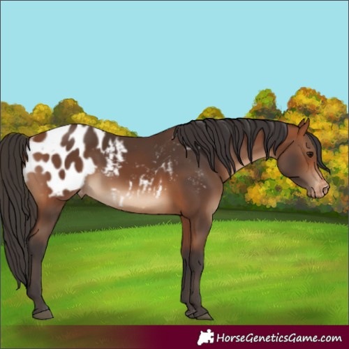 Horse Color:Bay Appaloosa
