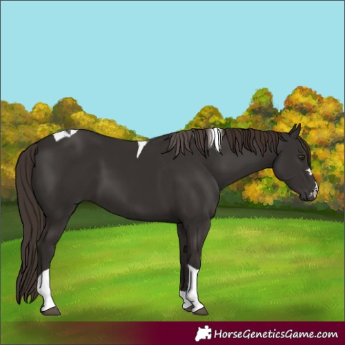 Horse Color:Liver Chestnut Tobiano