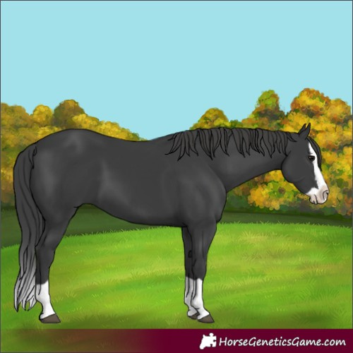 Horse Color:Black Splash