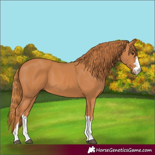Horse Color:Chestnut 