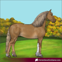 Horse Color:Chocolate Palomino Dun Tobiano 