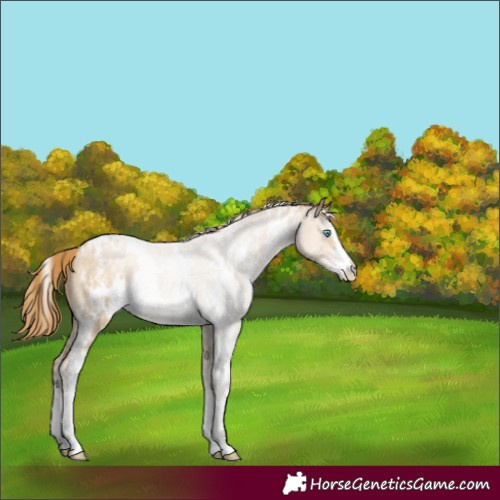 Horse Color:White Spotted Buckskin Sabino 