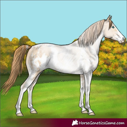Horse Color:White Spotted Buckskin Sabino 
