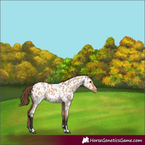 Horse Color:Bay Dun Appaloosa 