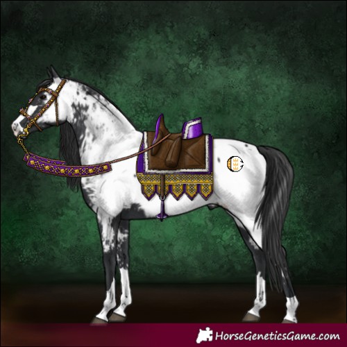 Horse Color:Black Appaloosa 