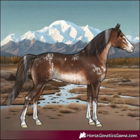 Horse Color:White Spotted Bay Splash and Liver Chestnut