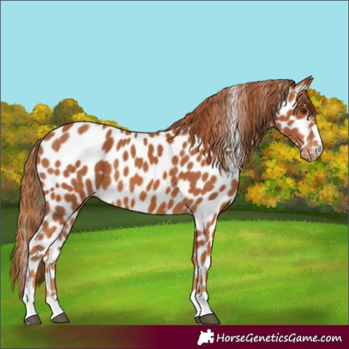 Horse Color:Chestnut Appaloosa 