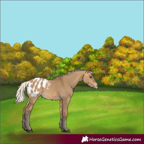 Horse Color:Silver Buckskin Dun Appaloosa 