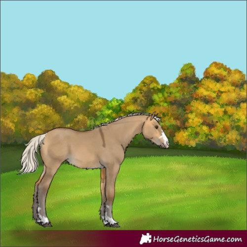 Horse Color:Silver Buckskin Dun 