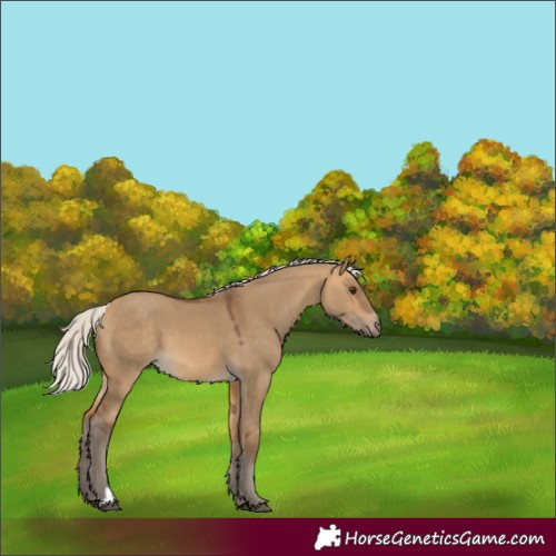 Horse Color:Silver Buckskin Dun 
