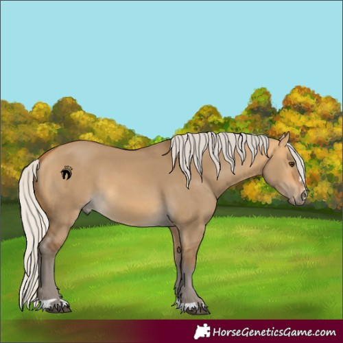 Horse Color:Silver Buckskin Dun