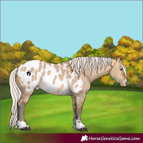 Horse Color:Silver Buckskin Dun Appaloosa