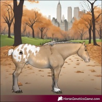 Horse Color:Silver Buckskin Dun Appaloosa