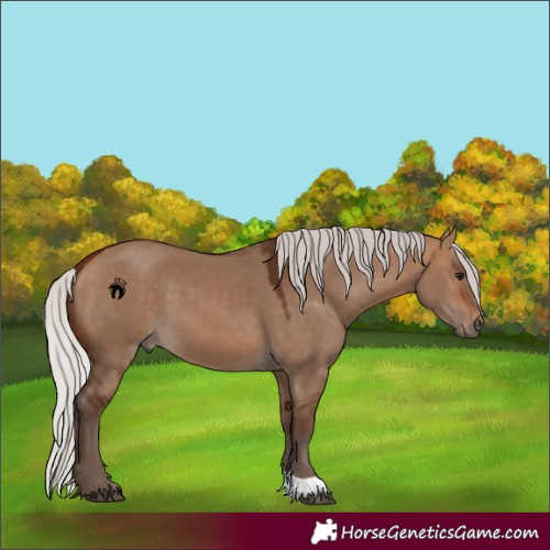 Horse Color:Silver Bay Dun