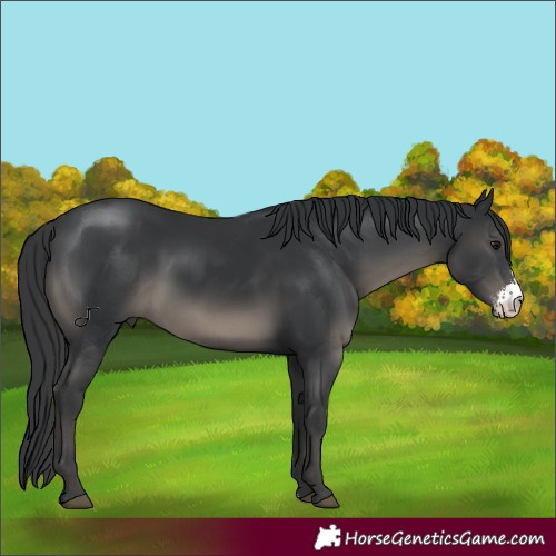 Horse Color:Black Sabino