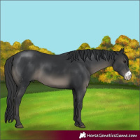 Horse Color:Black Sabino