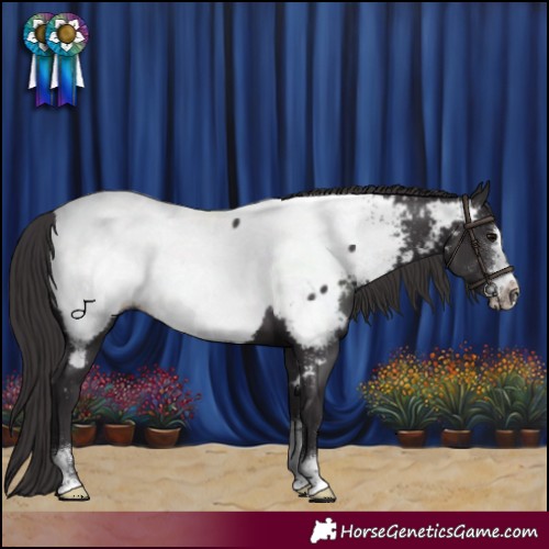 Horse Color:Smoky Black Sabino Frame Appaloosa Rabicano 