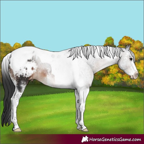 Horse Color:Brown Sabino Tobiano Appaloosa 