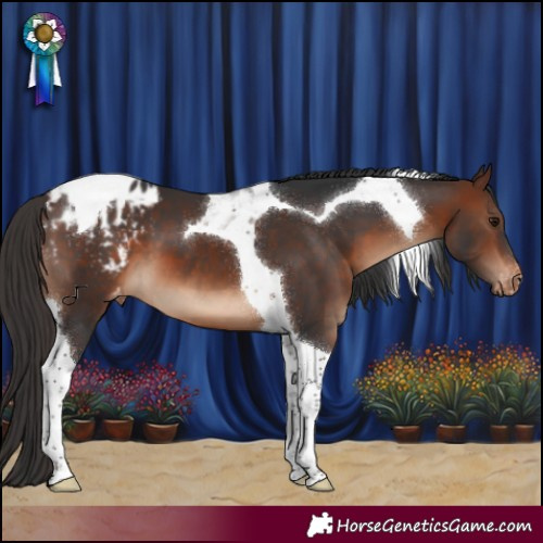 Horse Color:Brown Tobiano Appaloosa