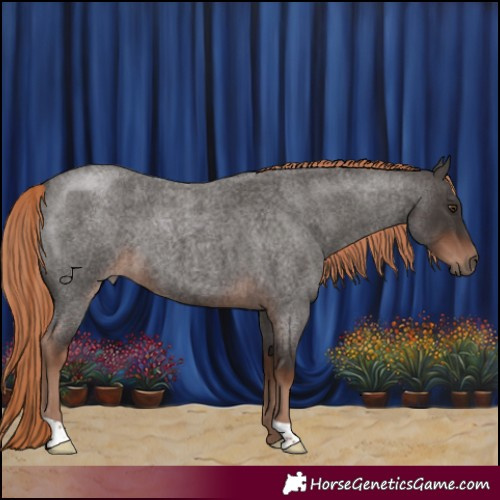 Horse Color:Liver Red Roan 