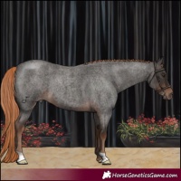 Horse Color:Liver Red Roan 