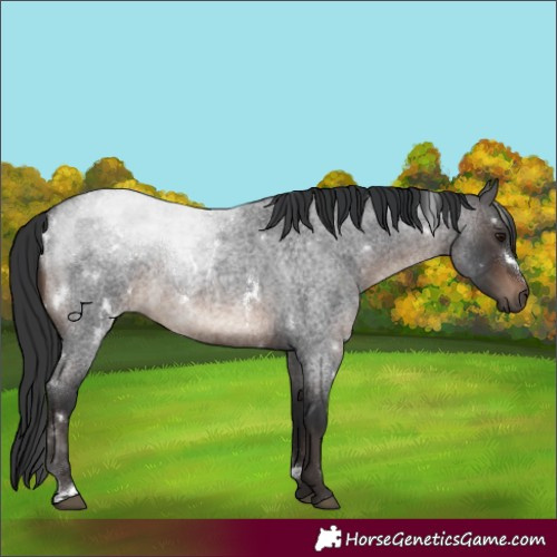 Horse Color:White Spotted Brown Roan