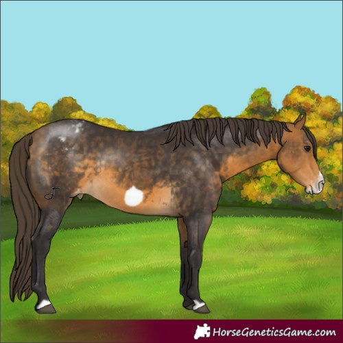 Horse Color:Buckskin Frame Appaloosa Rabicano 