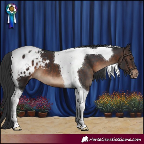 Horse Color:Brown Tobiano Appaloosa