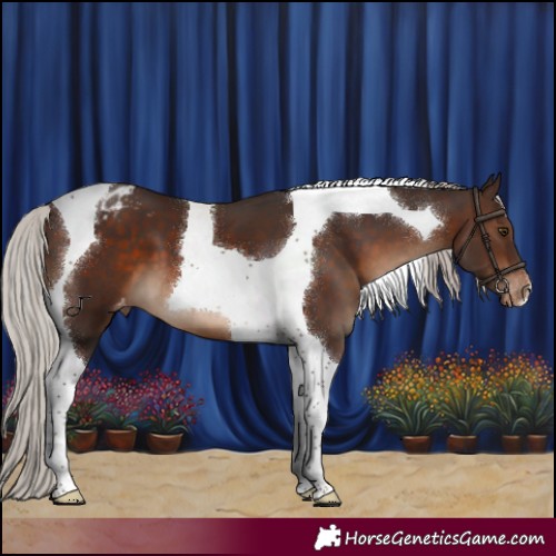 Horse Color:Silver Brown Tobiano Varnish 