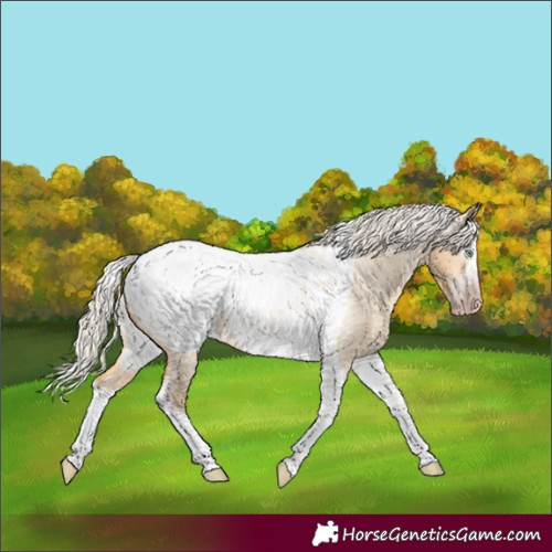 Horse Color:Gray Silver Amber Cream Champagne Roan Dun Splash Tobiano Frame Appaloosa Rabicano