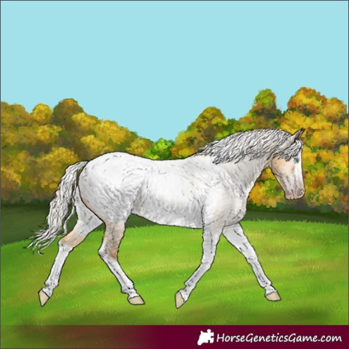 Horse Color:Gray Silver Amber Cream Champagne Roan Dun Splash Tobiano Frame Snowcap Rabicano