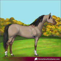 Horse Color:Liver Red Dun Tobiano 